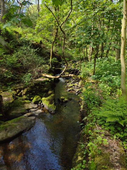A woodland stream and rocky outcrops.