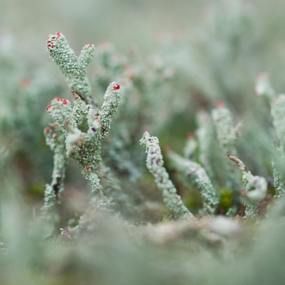 A mass of pale grey-green lichen  stalks scattered with red bits near the top.