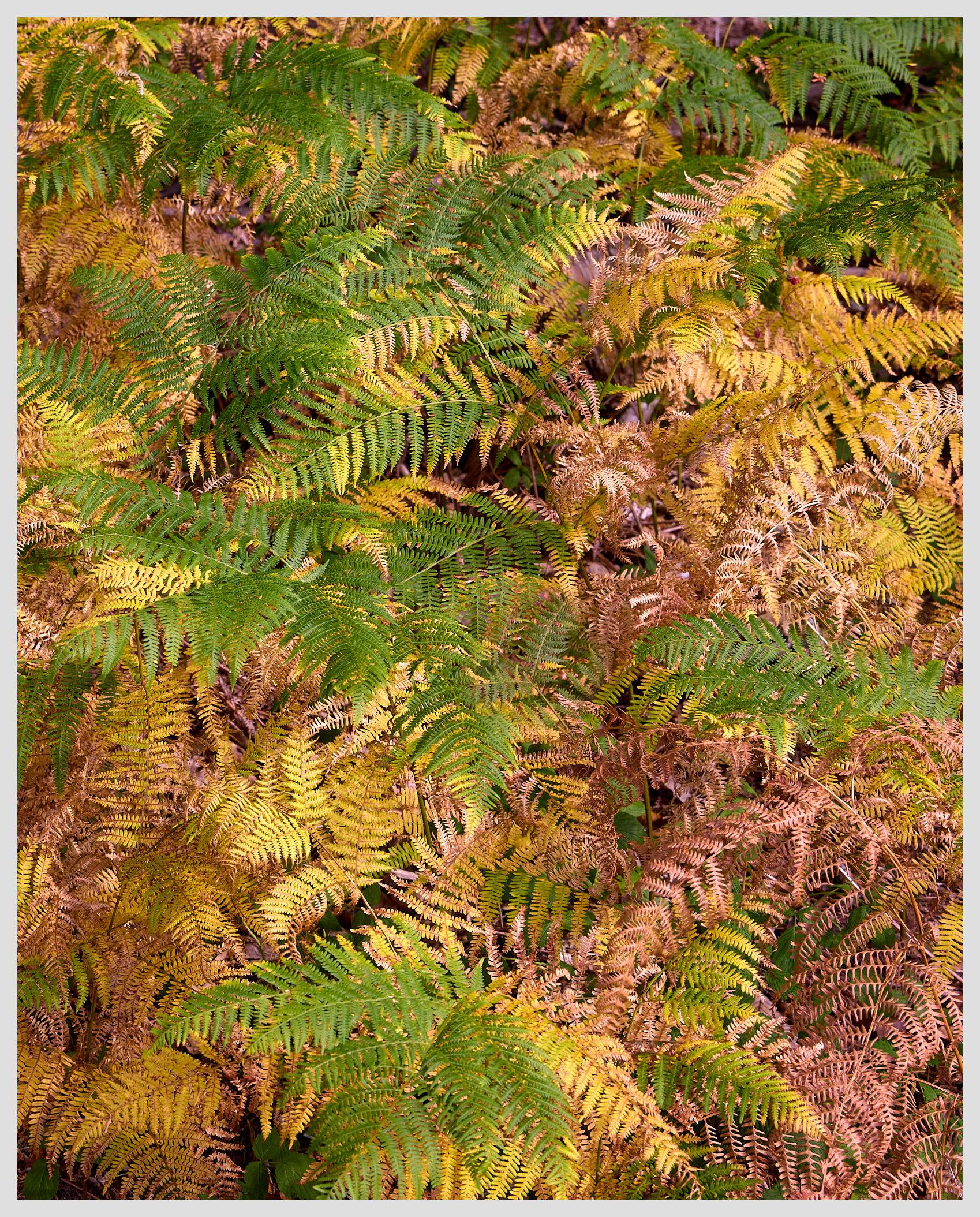 Vertical image of fern leaves in various colors filling the entire frame.