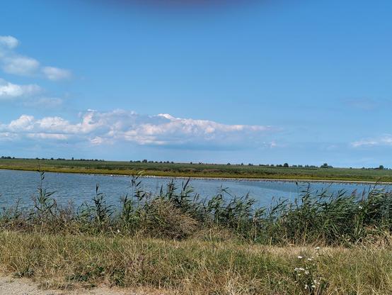 Oostvaardersplas