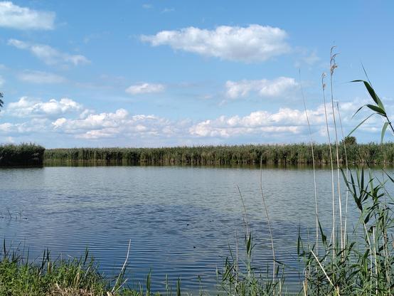 Oostvaardersplas