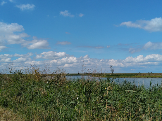 Oostvaardersplas