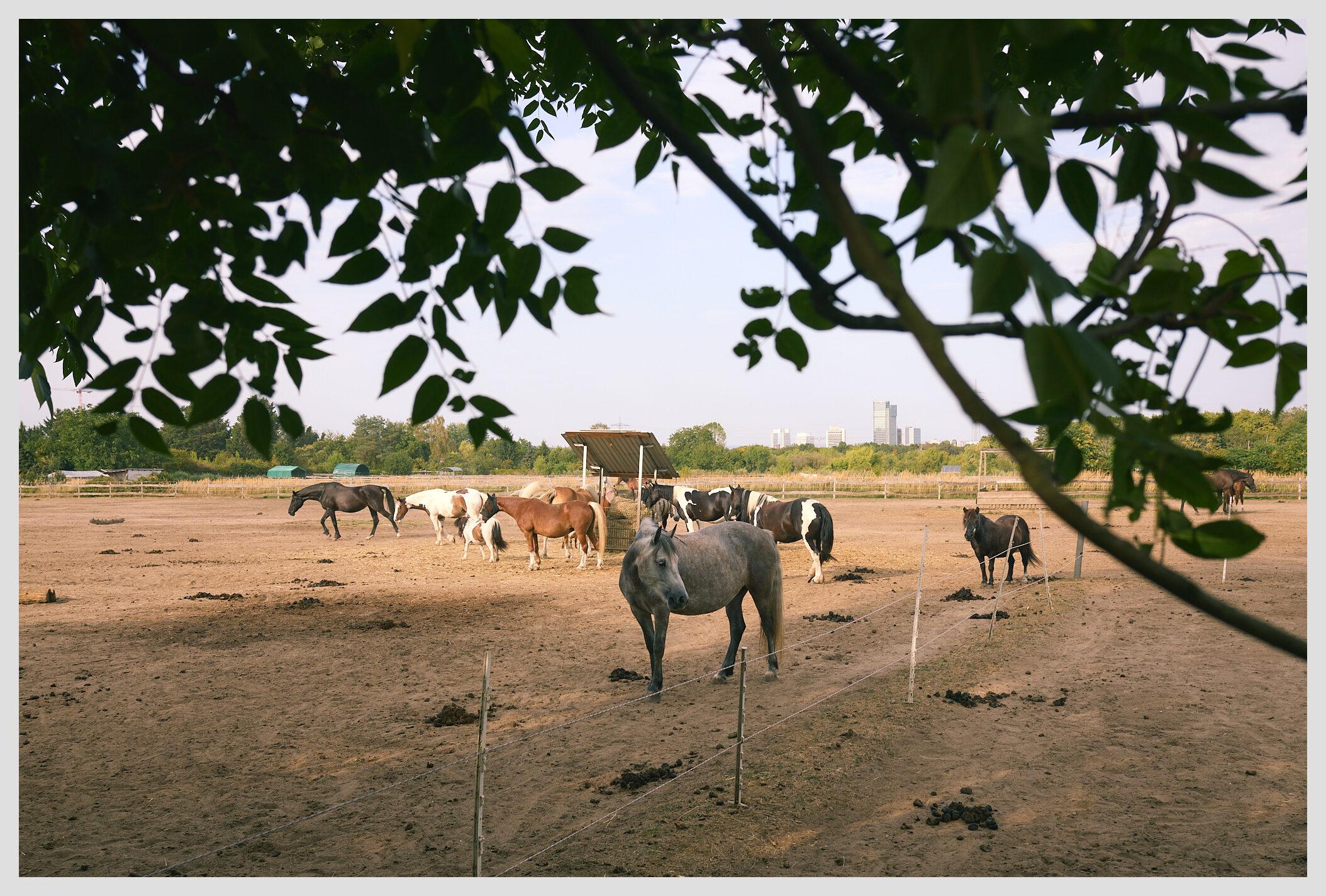 Horizontal image of a group of horses gathered around a feeder. One horse is standing apart from the group, closer to the camera and looking straight at it. Tree branches frame the image in the foreground.