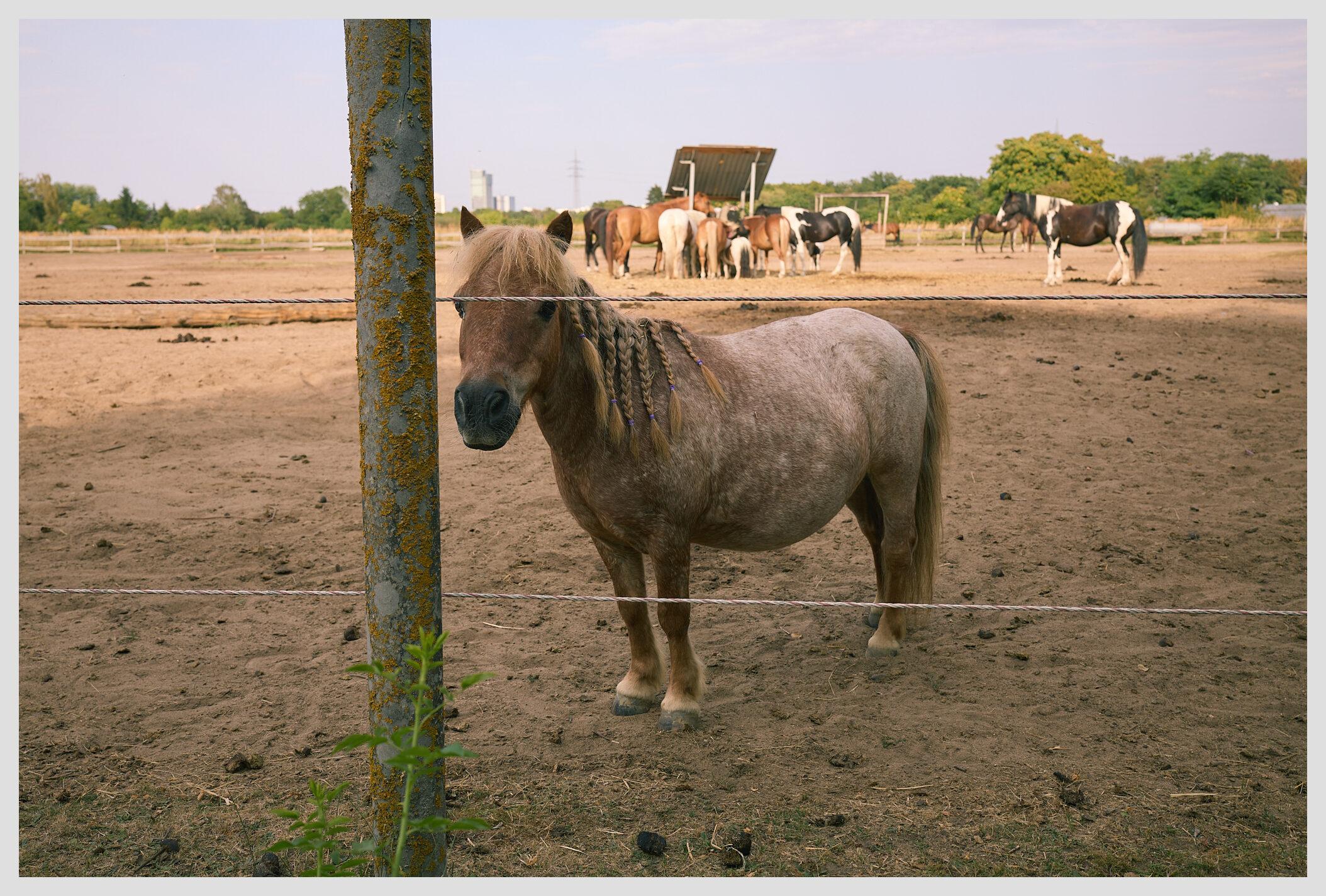 Horizontal image of a small house with a braided mane behind a wire fence. The horse is looking straight at the camera. In the background a group of horses is gathered around a feeder.