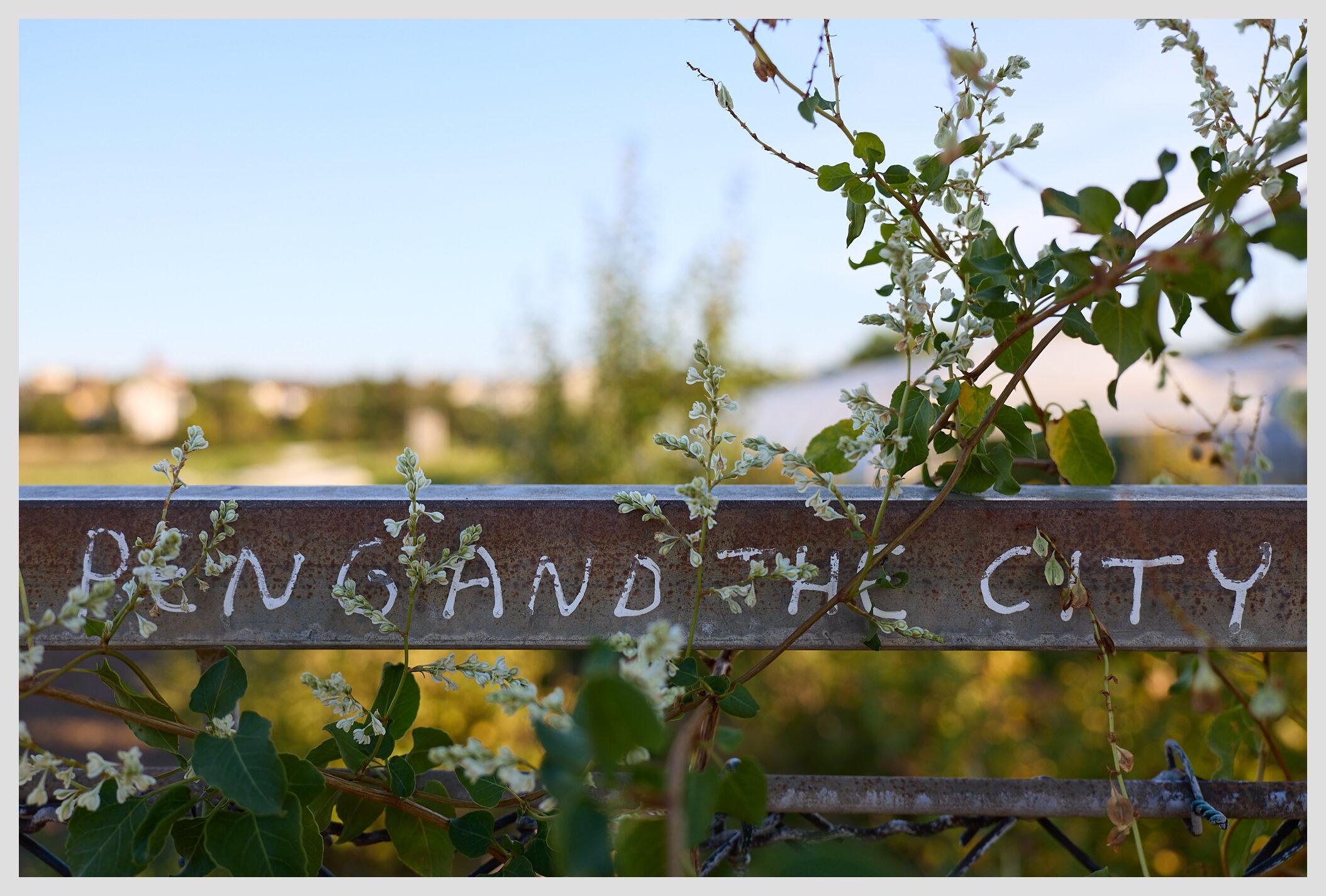 Horizontal closeup of a metal frame on a fence around a field. Local street artist peng has left a message in white letters: 'peng and the city'. Vines are creeping up the fence, partly covering the writing. In the blurred background, fields and greenhouses are visible. The sky is bright blue without clouds.