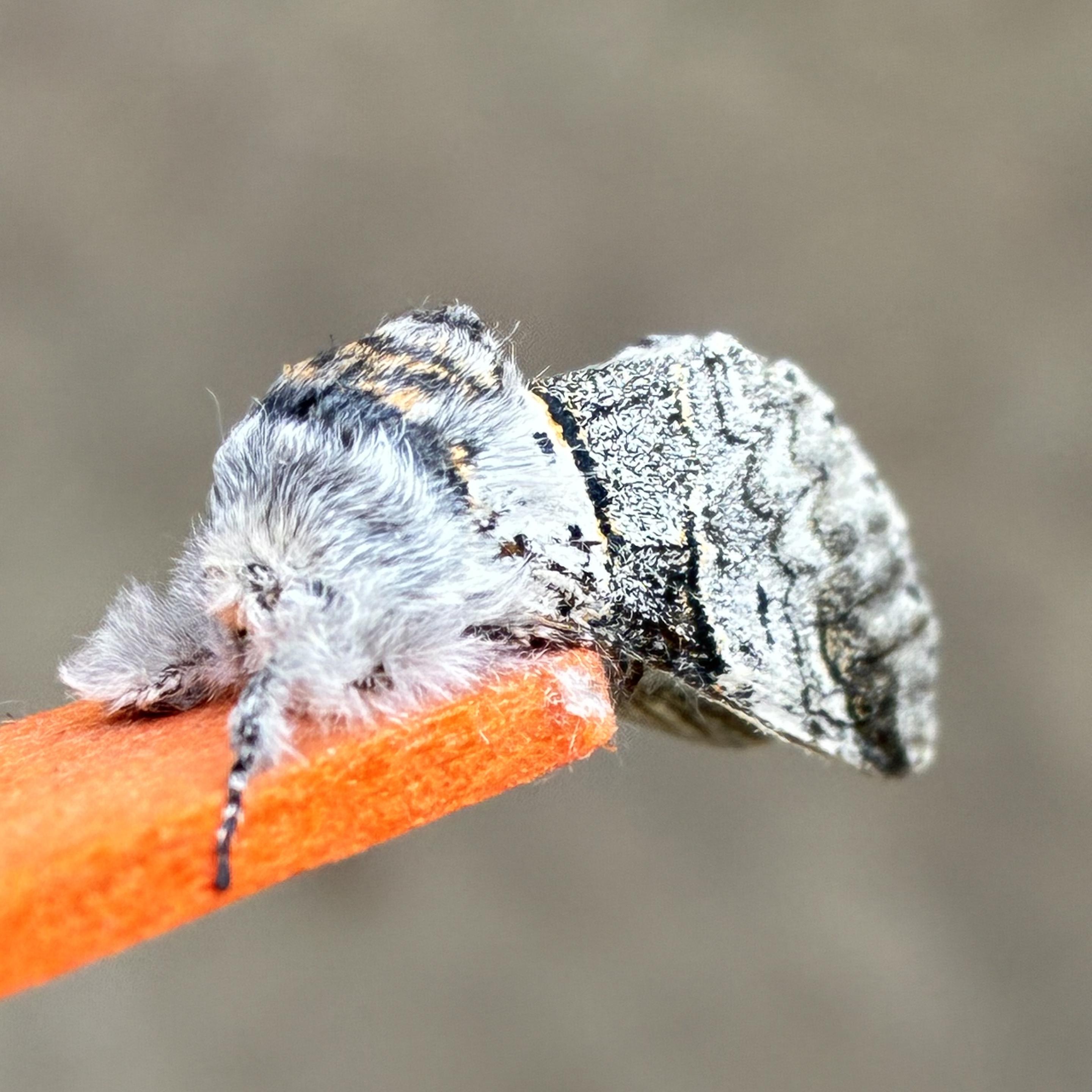 Front and side on shot of a poplar kitten moth on a lolly stick. It has a silver grey furry head topped with black and gold. Its wings stretch back and right and are largely speckled grey/white with a dark band running down the middle (vertically as we look side on).