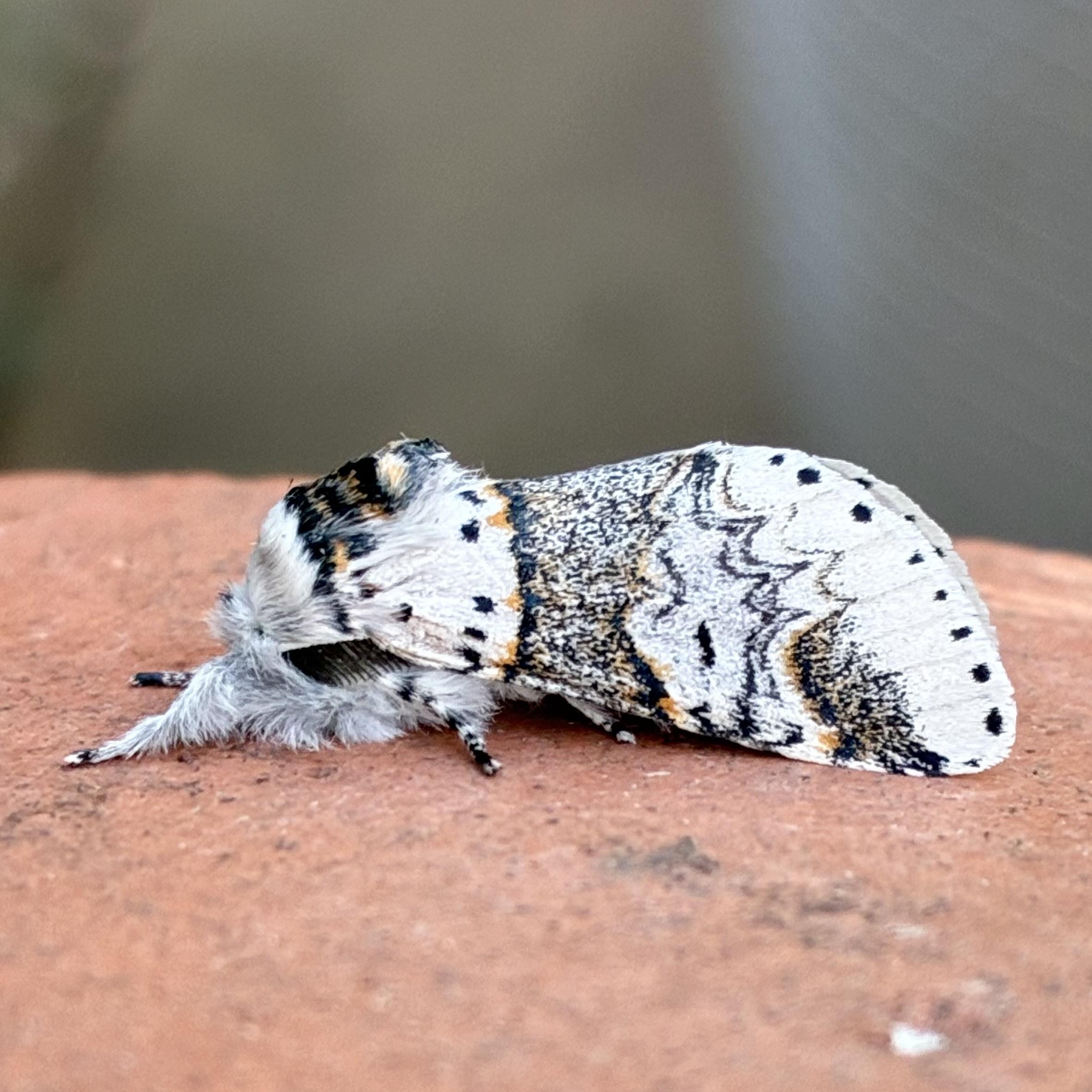 Side on shot of a comparative Sallow Kitten moth. It is much smaller than the poplar kitten but is quite similar. It is whiter, the dark band running down the middle is darker speckled grey and the black outer edge of the band is more scalloped. The black and gold on top of its head is more vibrant.