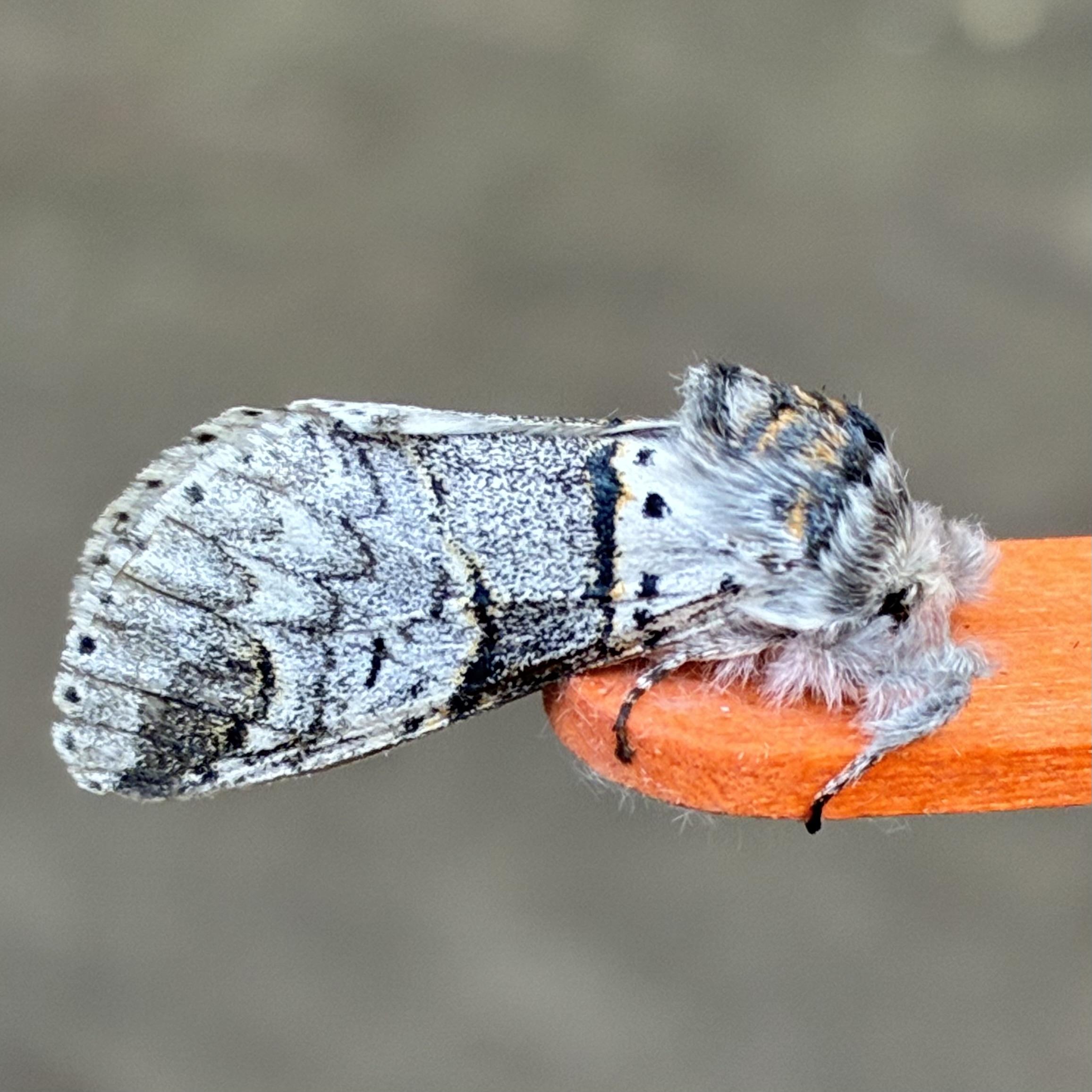 Side on shot of a 2cm long wedge-shaped moth on an orange lolly stick. It faces right. It is largely white with a lot of grey speckling. It has a central band running across the middle of its wing (vertically as we look side on) which is much darker speckled grey and edged with black lines with hints of gold. The back wing edge is curved and edged in black dots. It has a dark smudge in the bottom wing corner. It  has a furry head tinted with black and gold and light grey furry legs which grip the lolly stick
