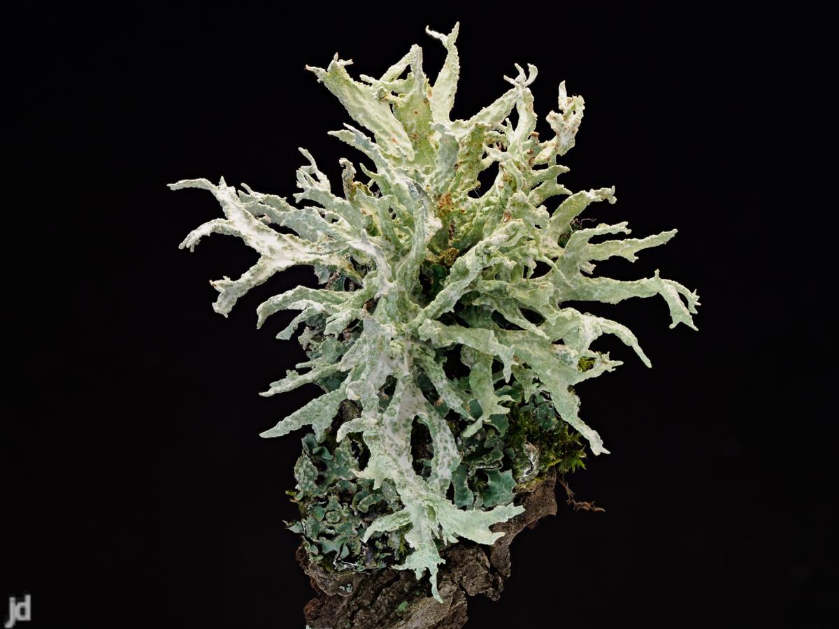 A grey-green "leafy" lichen with a black background.