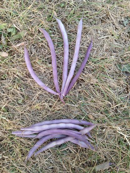 A selection of purple podded french beans lying on dry grass.