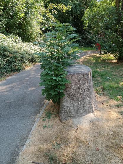 A tree stump on a dry grassy verge with significant new growth adjacent to a tarmac footpath.