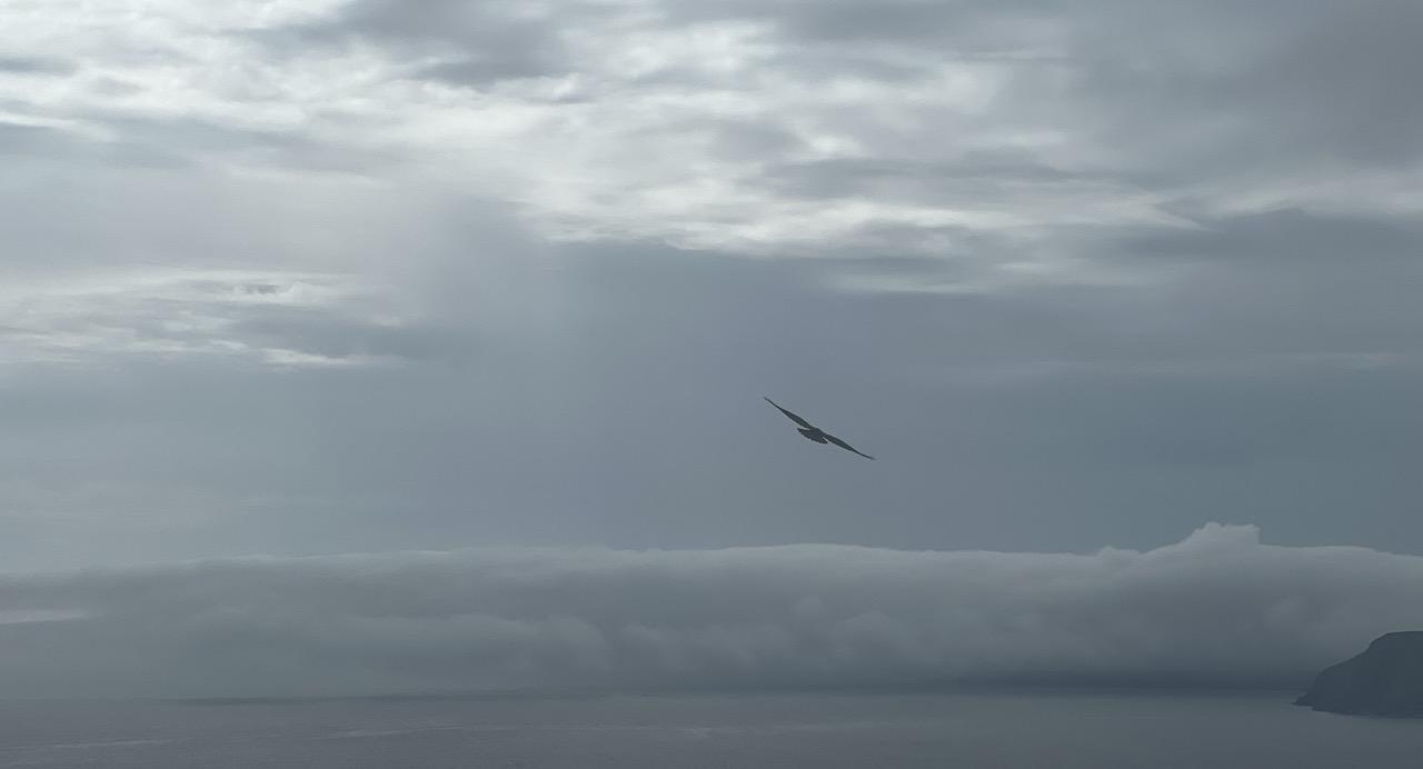 A cloudy coastal landscape with low dense fog at the horizon and a raven gliding away from shore.  A small piece of land just into the water in the lower right of the image. Colours are blue greys, with more white in the sunlit clouds in the upper part of the image. [St. John’s (NL, Canada) August 2026]