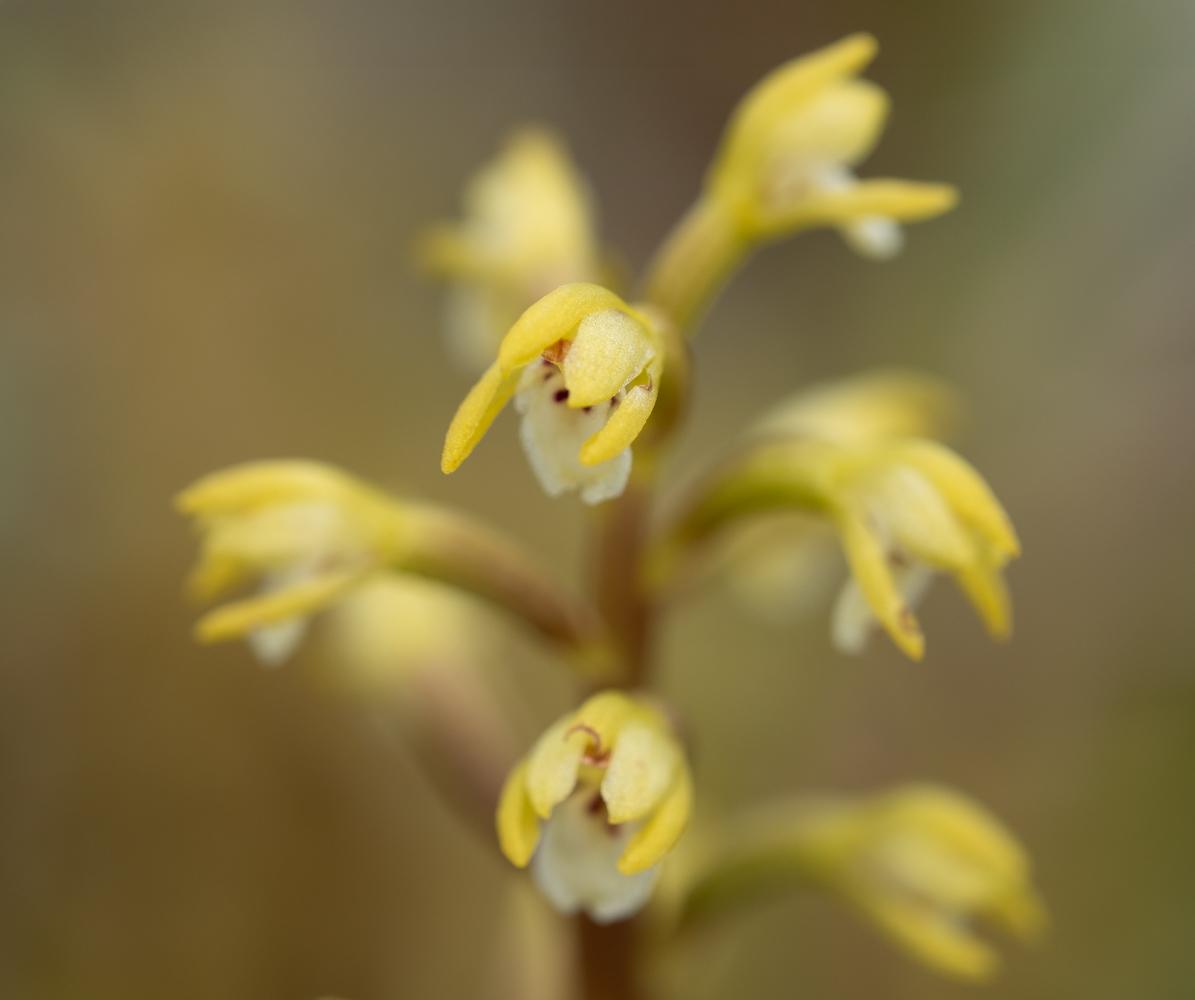 A yellow-flowered plant with no leaves and re .brown stems. Mostly out of focus, just a couple of the flowers in focus.
