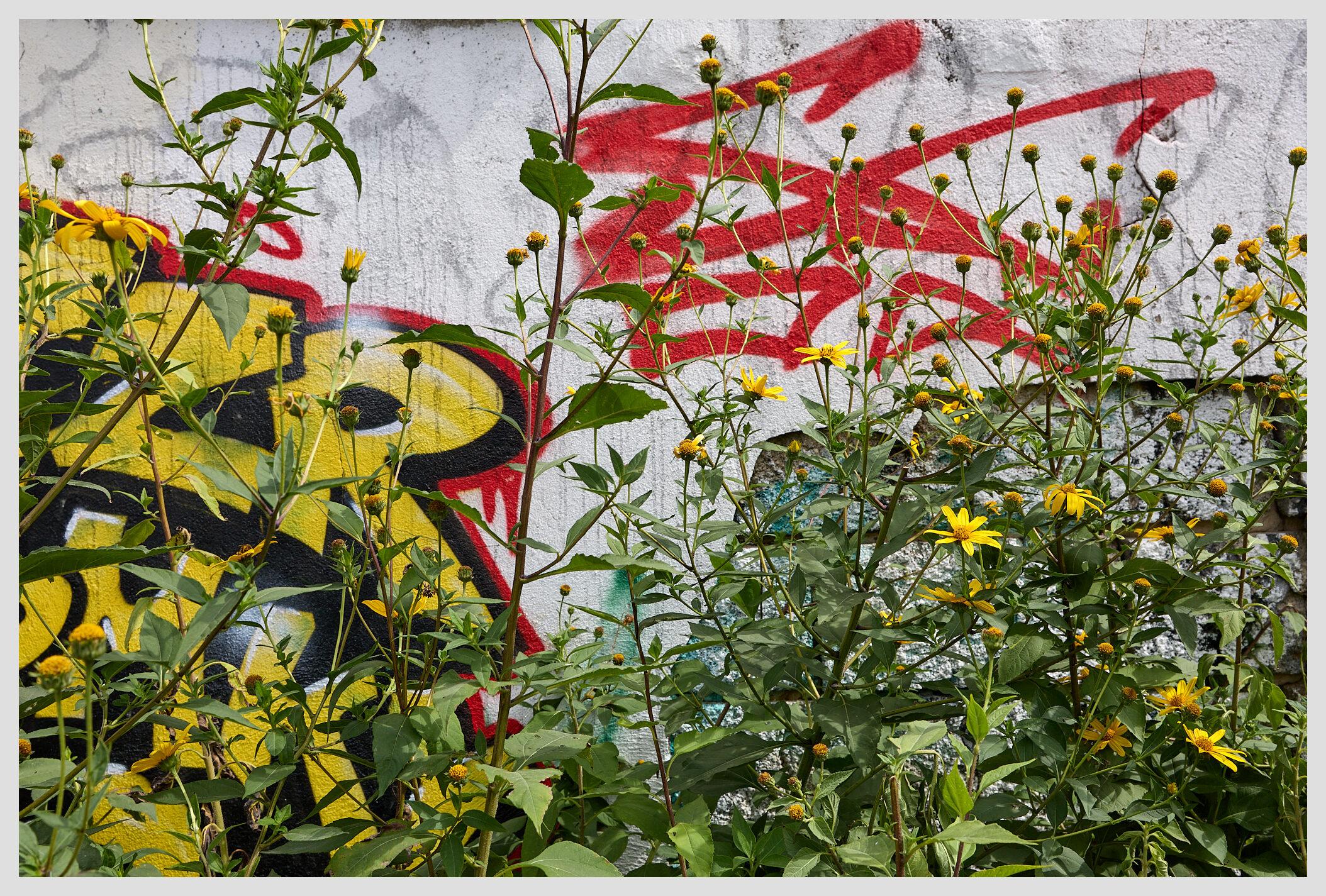 Horizontal image of a gray concrete wall with colorful graffiti behind tall shrubs with bright yellow flowers.