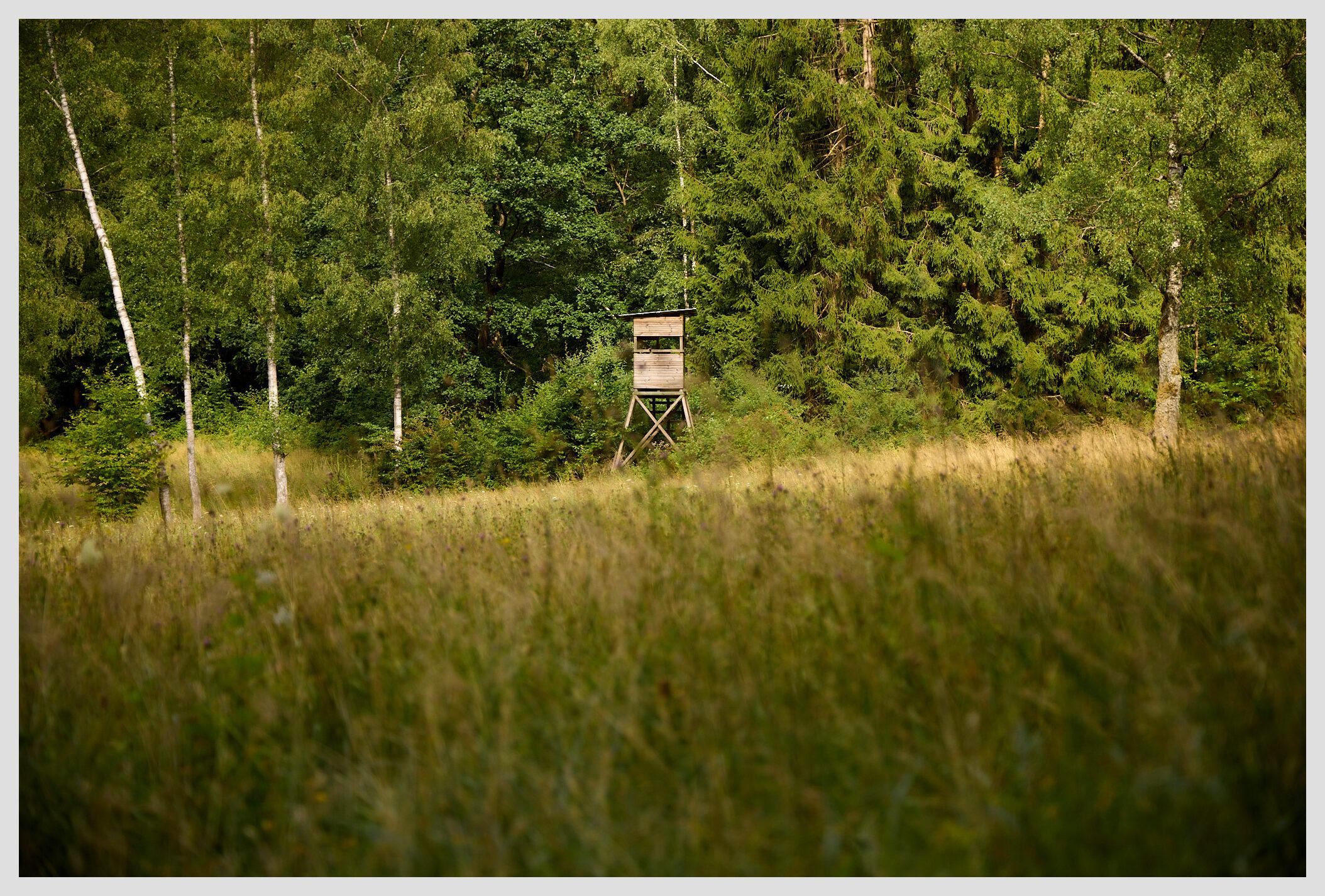 Wide horizontal image of a clearing in the woods overlooked by an empty high seat in the center of the frame.