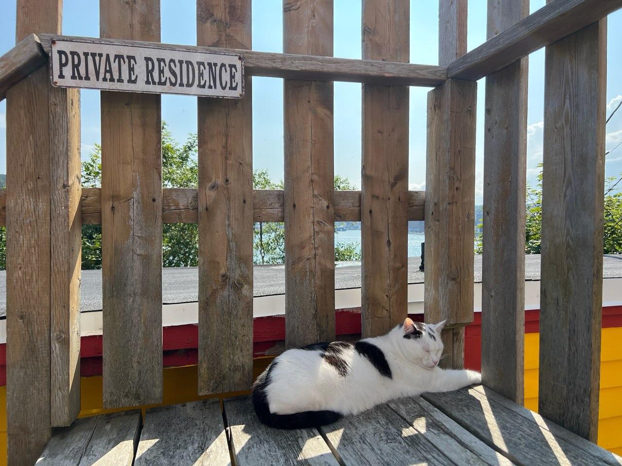 A white cat with several large black patches and a black tail lies with closed eyes in the shadows of a wooden deck under a sign that says “PRIVATE RESIDENCE”.  The scene is backlit by sun in hazy blue sky, with a flat tarpaper roof and a few leafy green trees in front of a harbour near the skyline. The deck about a brilliant yellow house with dark red trim. [The Battery (NL, Canada) August 2026]