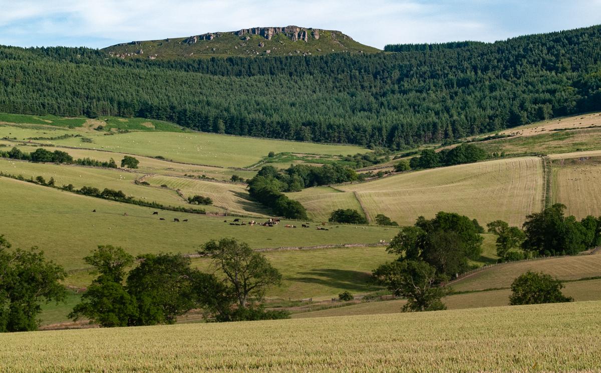 A green farmland landscape, looking over a shallow valley to a hill slope which gently rises through farmland to a conifer plantation and then a craggy summit. A tree lined burn runs down the hill slipe out of the plantation.