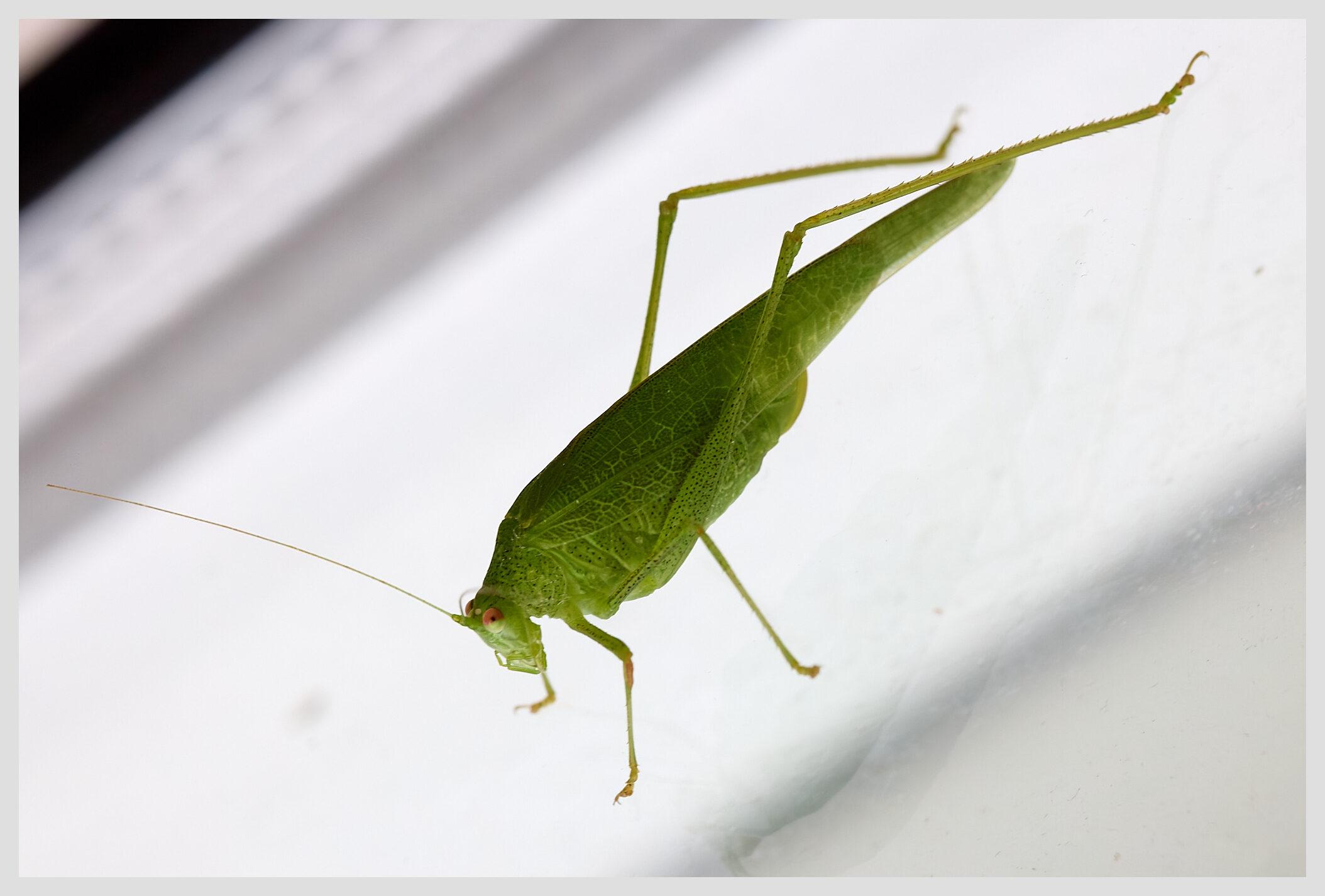 Horizontal closeup of a chunky grasshopper on a window pane.