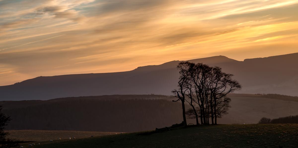 A sunset view towards some low hills. A bare tree is silhouetted in front of the hills and the whole scene is bathed in a misty orange light.