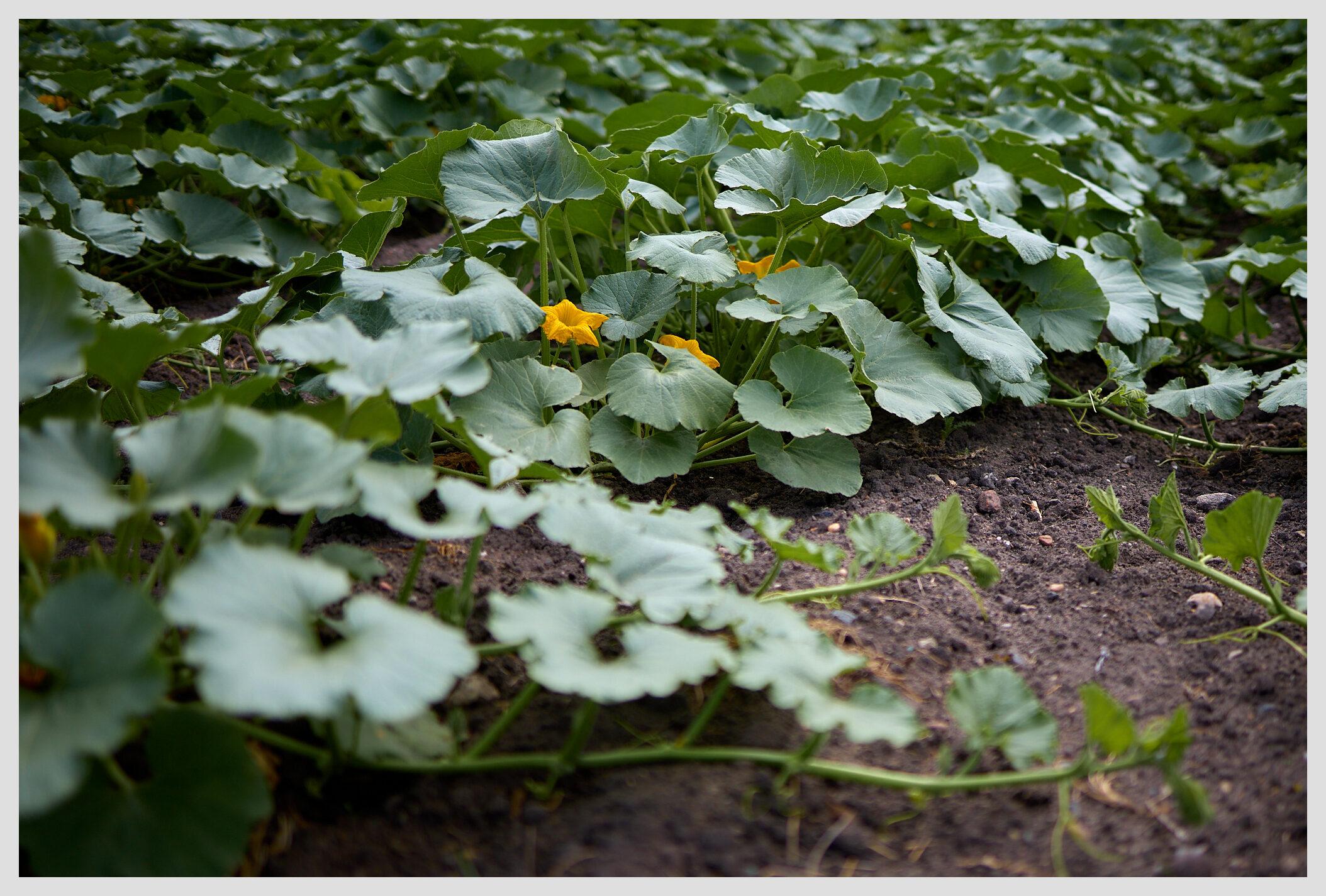 Horizontal image of pumpkin plants on a field. Three bright yellow flowers are blossoming between the large green leaves. A patch of earth is visible in the lower right.