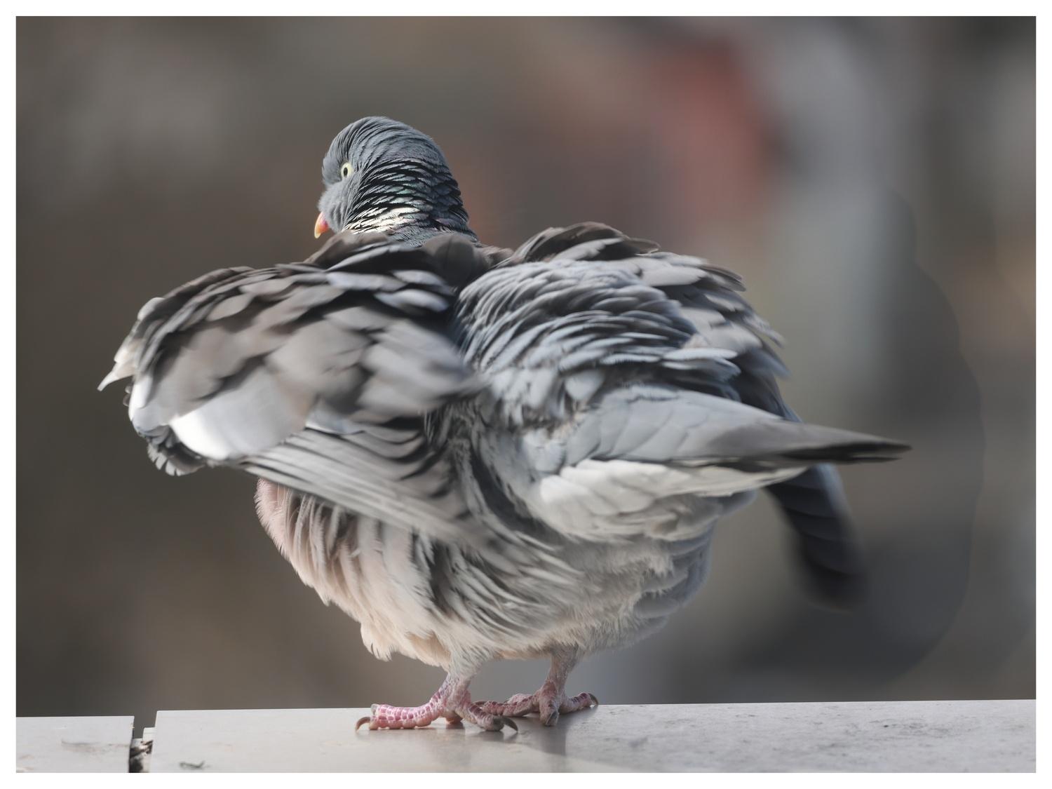 Horizontal image of a fluffed up wood pigeon drying itself, photographed from behind.