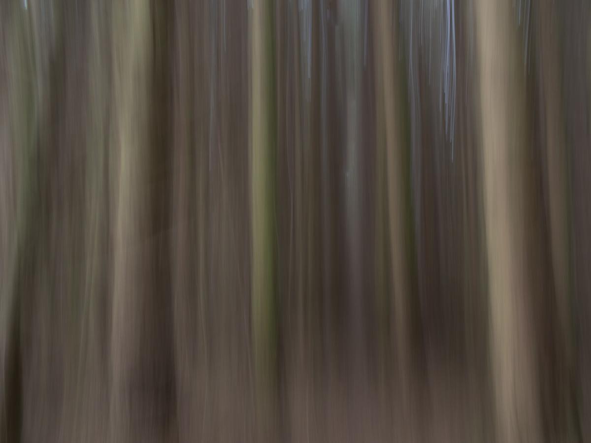 an abstract photo with brown and green blurred vertical stripes, actually trees with the camera swung downwards to create the movement.