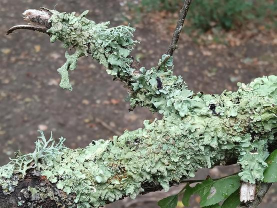 A branch of a tree is covered completely in multiple types of lichen.