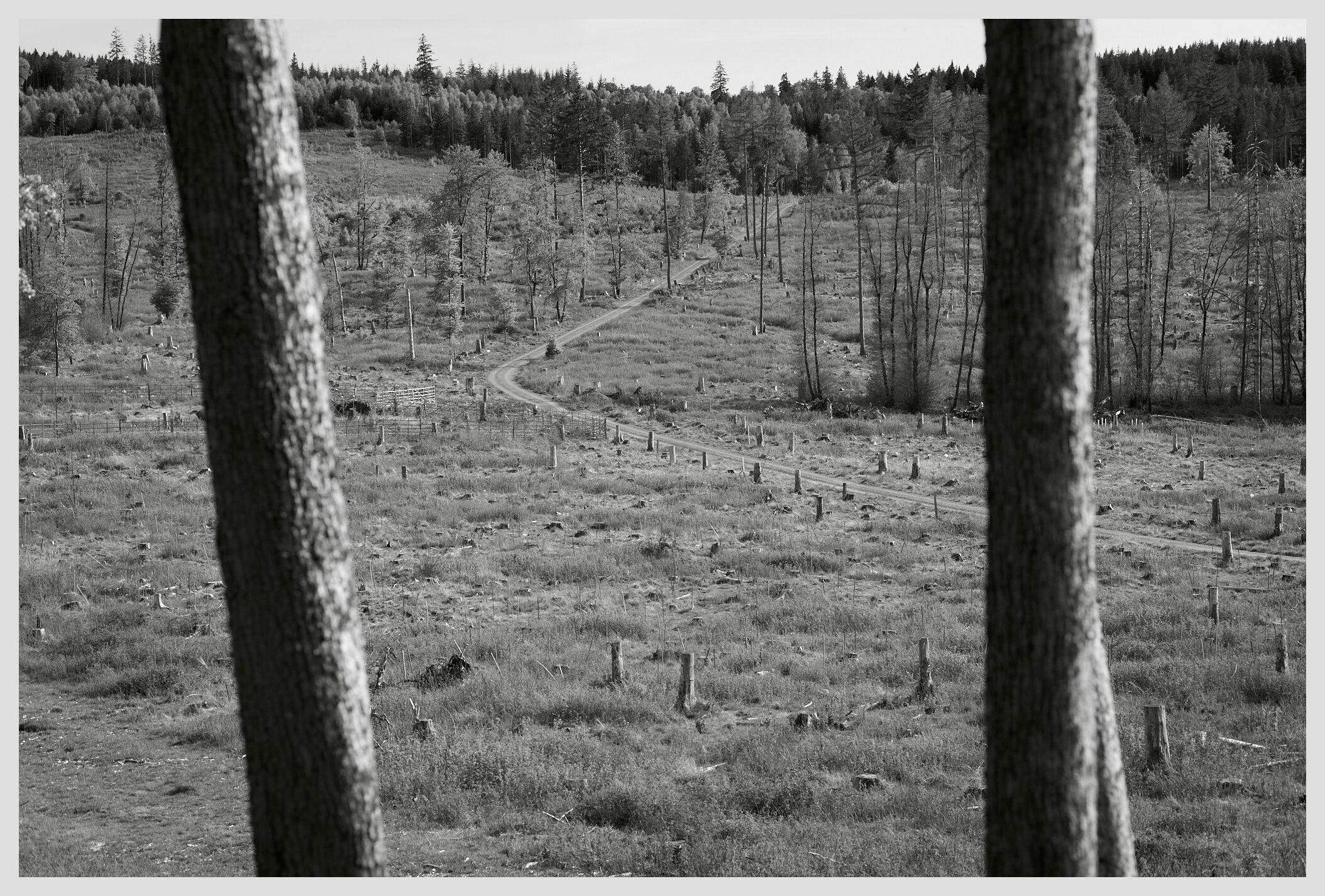 Horizontal black and white image of a hiking path leading across an opening to a more densely forested area. Two slightly blurred trees obscure the view in the foreground.