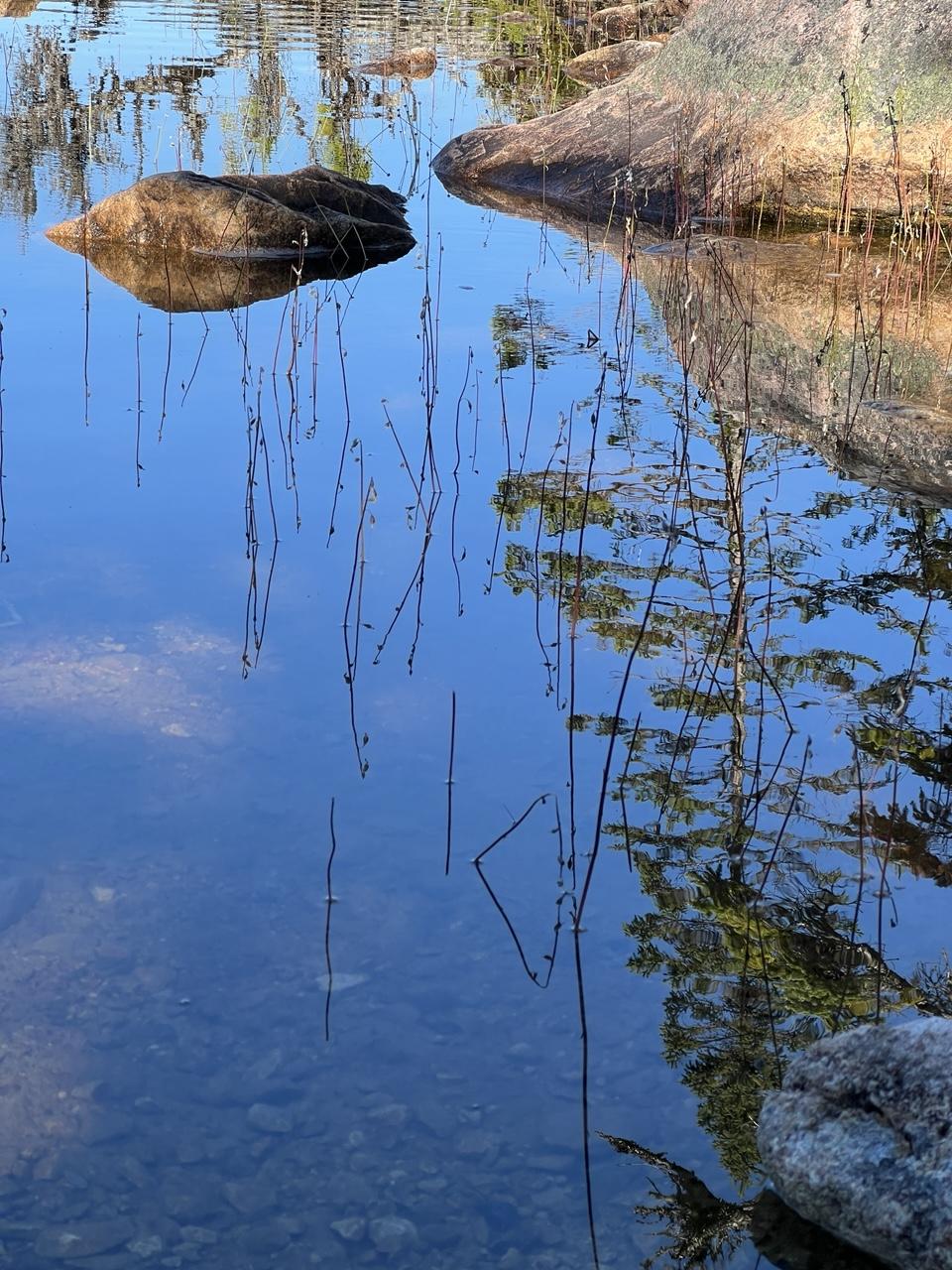 Reflection of a clear blue morning sky in a still pond. Rounded red-grey rocks sit at the top of the image, with a few grasses in the forefield. The bottom two thirds of the image shows sun dappled still water with a rocky bottom, and reflections of spindly pine trees. [Butter Pot Provincial Park (NL, Canada) August 2026]