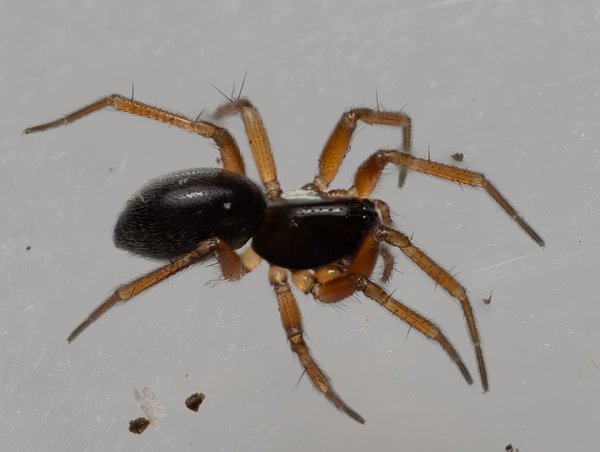 A close up of a brown-legged spider