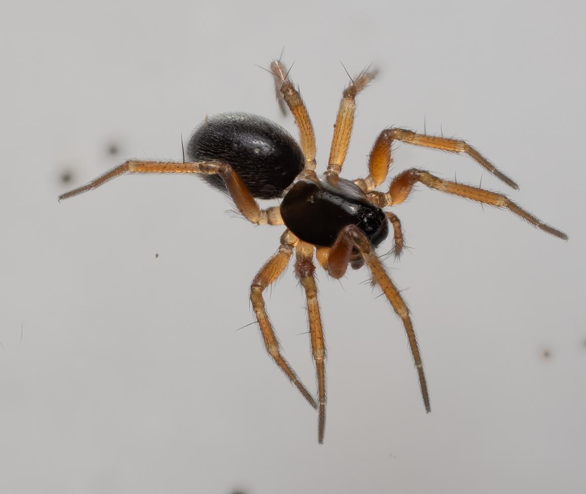 A close up of a brown-legged spider