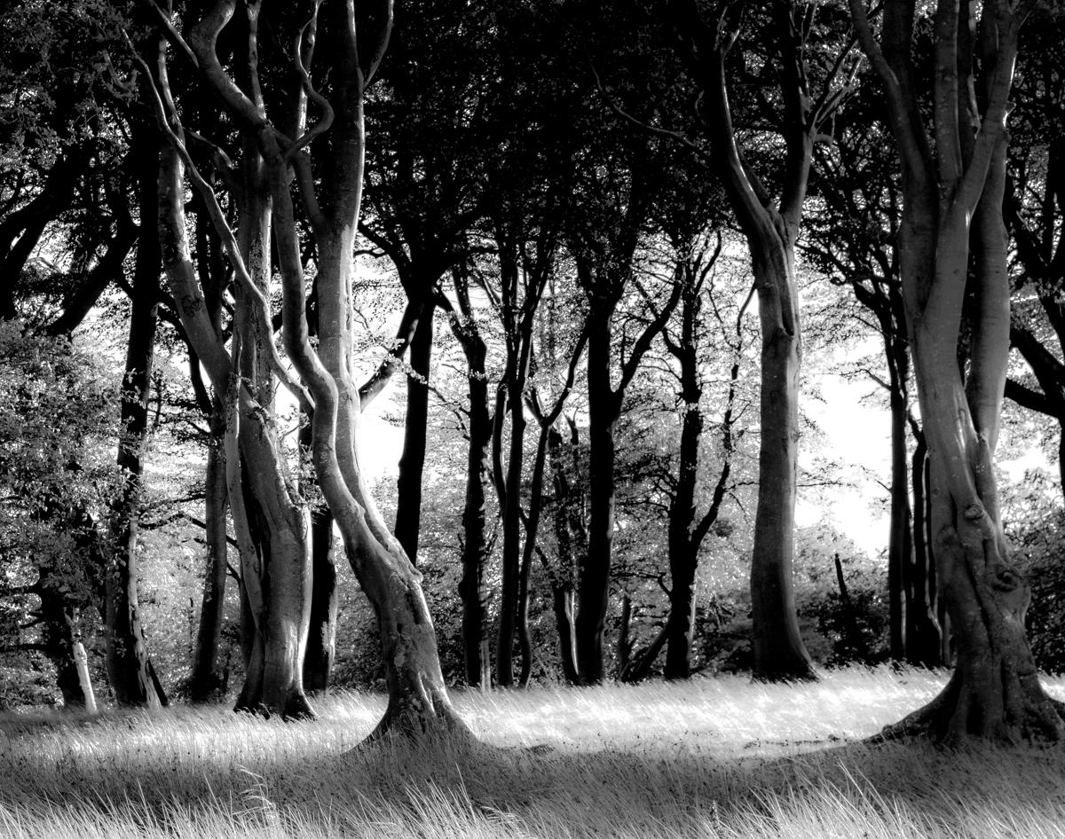 A black and white image of a wood with a w8ispy grassy floor, concentrating on the trunks.