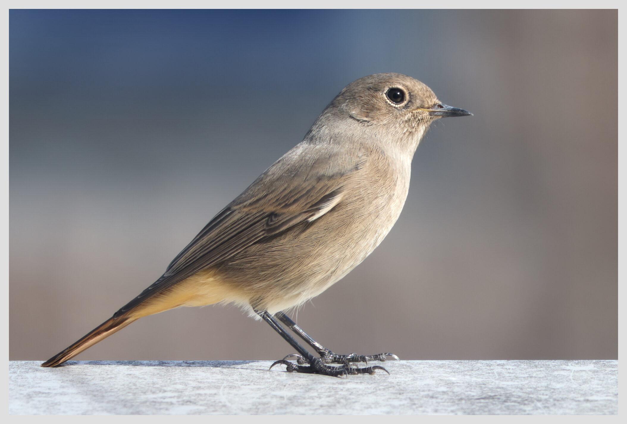 Horizontal closeup of a female black redstart.