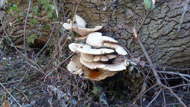 Bracket fungi on a fallen tree