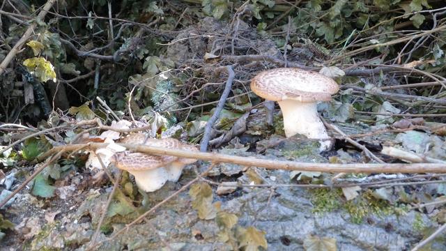 Fungi on a fallen tree. Classic 'toadstall' shape