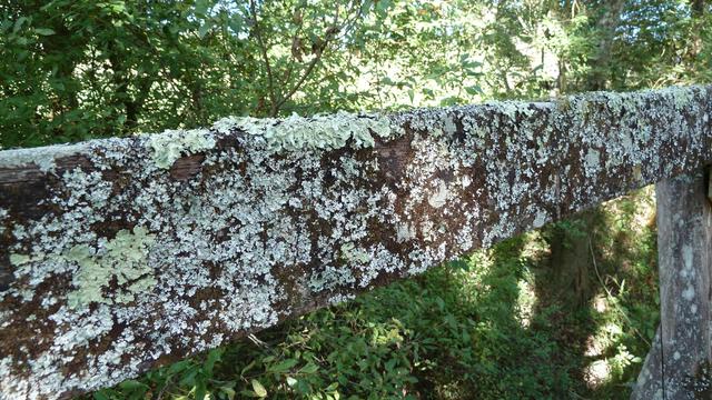 Variety of grey and green lichens on a wooden railing in a wooded area