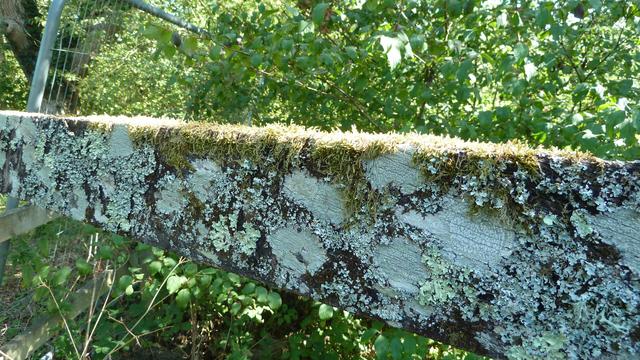 Variety of grey and green lichens, an moss on a wooden railing in a wooded area