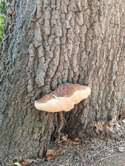 A bracket fungus at the base of a muture tree. Mainly cream in colour with a partially brown top.