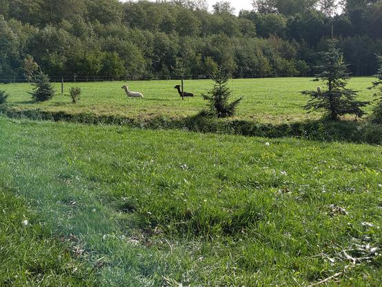 wei met drie alpaca's
