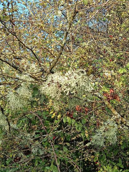 Light green lichens on branches